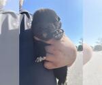 A663170 - Female Labrador Retriever-Unknown Mix Dog for Adoption - Small photo