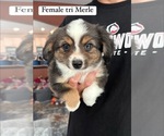 Small Photo #7 Miniature Australian Shepherd Puppy For Sale in BULVERDE, TX, USA
