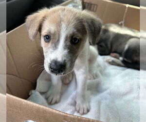 Siberian Husky-Unknown Mix Dogs for adoption in Plano, TX, USA