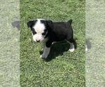 Small Photo #2 Cowboy Corgi Puppy For Sale in BRIGGSDALE, CO, USA