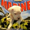 Small Photo #120 Dogo Argentino Puppy For Sale in PINEVILLE, MO, USA