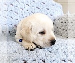 Small Photo #4 Labrador Retriever Puppy For Sale in AURORA, CO, USA