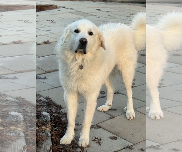Medium Photo #2 Great Pyrenees Puppy For Sale in Spring, TX, USA