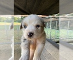 Small Photo #3 Australian Shepherd Puppy For Sale in MERIDIANVILLE, AL, USA