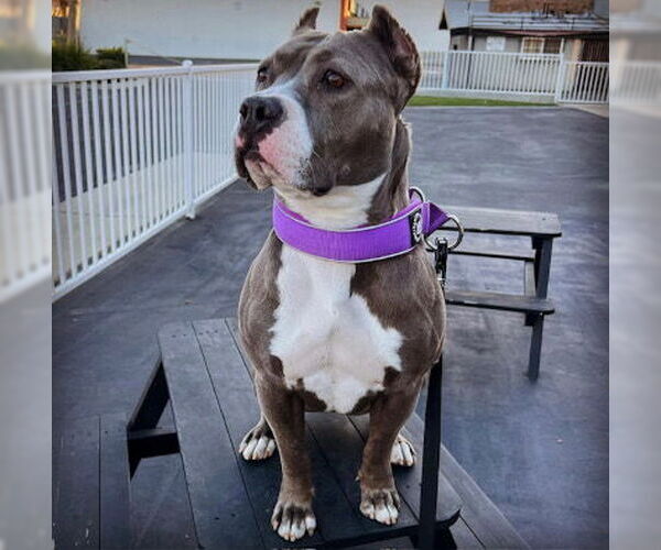 Medium Photo #3 American Staffordshire Terrier-Unknown Mix Puppy For Sale in Ventura, CA, USA