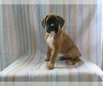 Puppy Dusty Boxer