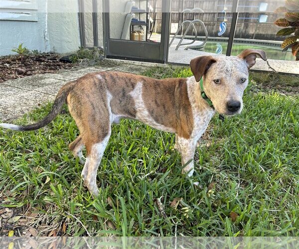 Medium Photo #5 American Staffordshire Terrier-Unknown Mix Puppy For Sale in Tampa, FL, USA