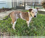 Small #4 American Staffordshire Terrier Mix