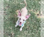 Small #1 Dachshund Mix