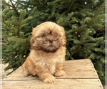 Small #2 Shih Tzu
