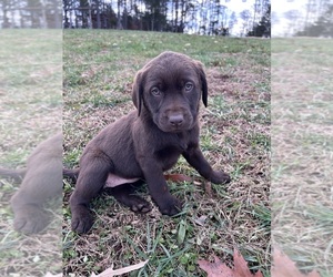 Labrador Retriever Puppy for sale in AMHERST, VA, USA