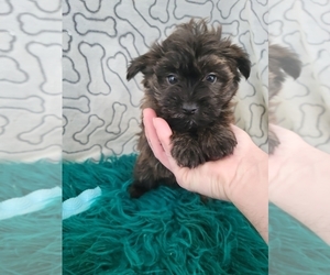 Morkie Puppy for sale in KENDALL, WI, USA