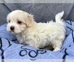 Small Photo #7 Zuchon Puppy For Sale in RENO, NV, USA