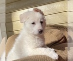Small Photo #3 German Shepherd Dog Puppy For Sale in ZEBULON, NC, USA