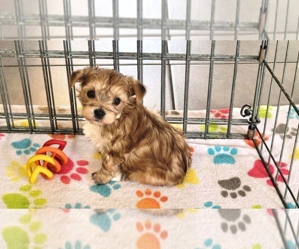 Medium Photo #6 Morkie Puppy For Sale in ORO VALLEY, AZ, USA