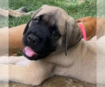 Puppy Blue Mastiff
