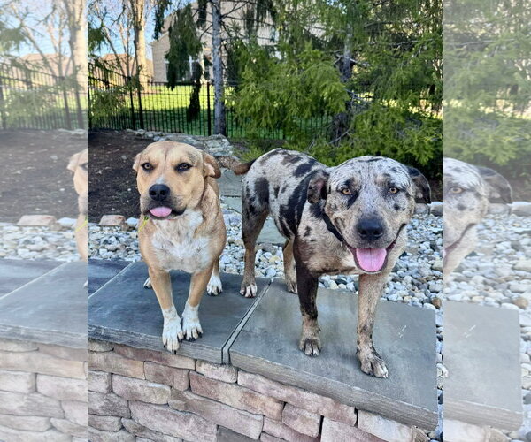 Medium Photo #10 Catahoula Leopard Dog-Unknown Mix Puppy For Sale in Germantown, OH, USA