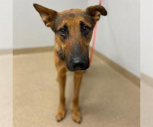 German Shepherd Dog-Unknown Mix Dogs for adoption in Aurora, CO, USA