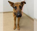 Small German Shepherd Dog Mix