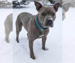 Mutt Dogs for adoption in Akron, OH, USA