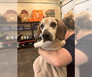 Beagle Dogs for adoption in Lee's Summit, MO, USA