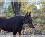 Small #5 Doberman Pinscher