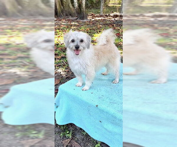 Medium Photo #10 Mal-Shi Puppy For Sale in Weston, FL, USA