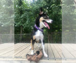 Small #7 Border Collie Mix