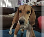 Small #13 Beagle