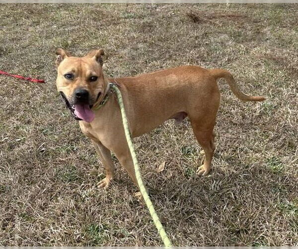 Medium Photo #6 Black Mouth Cur-Bulldog Mix Puppy For Sale in Tarrytown, GA, USA