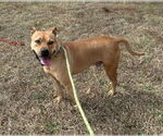 Small #5 Black Mouth Cur-Bulldog Mix