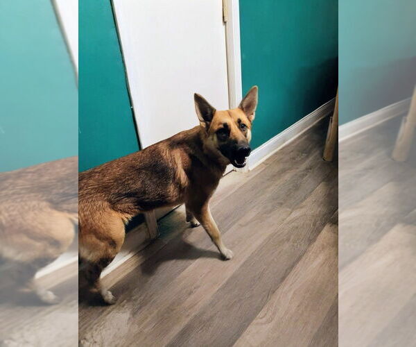 Medium Photo #3 German Shepherd Dog Puppy For Sale in garner, NC, USA