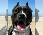Small #13 American Staffordshire Terrier Mix