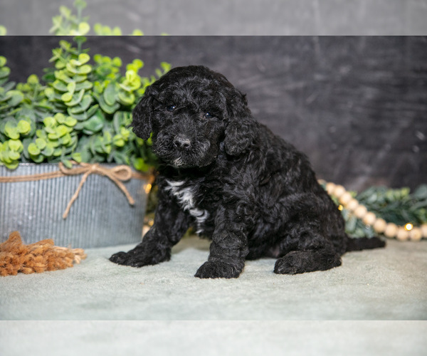 Medium Photo #12 Poodle (Miniature) Puppy For Sale in WOLCOTTVILLE, IN, USA