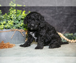 Small Photo #12 Poodle (Miniature) Puppy For Sale in WOLCOTTVILLE, IN, USA
