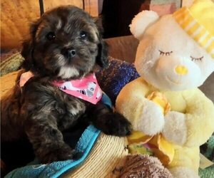 Mother of the Cavachon-Poodle (Miniature) Mix puppies born on 12/10/2022