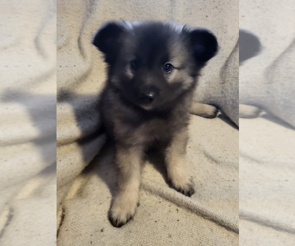 Medium Photo #6 Keeshond Puppy For Sale in BLAIRSBURG, IA, USA