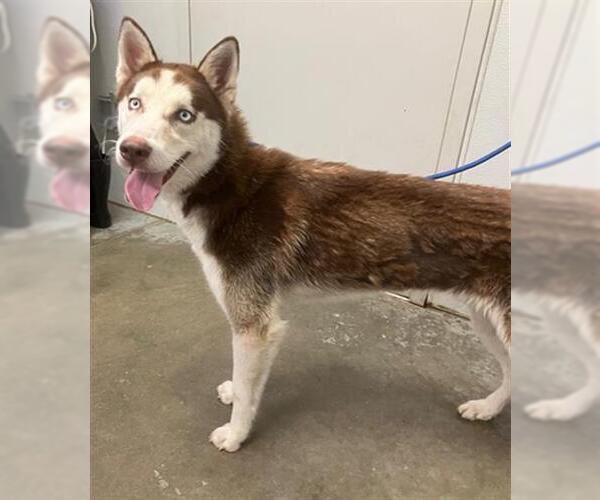 Medium Photo #1 Huskies -Unknown Mix Puppy For Sale in Rosenberg, TX, USA