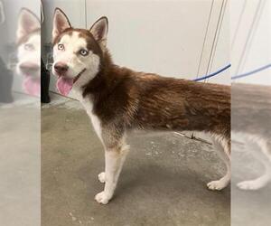 Huskies -Unknown Mix Dogs for adoption in Rosenberg, TX, USA