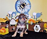 Puppy Dash Chihuahua