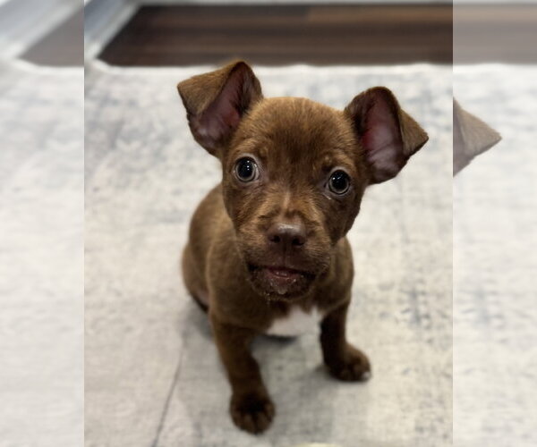 Medium Photo #1 Chihuahua-Unknown Mix Puppy For Sale in Newport Beach, CA, USA