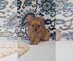Small #2 Yoranian