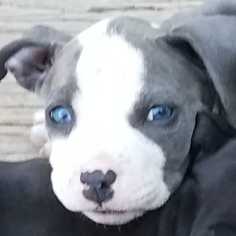 American Pit Bull Terrier Puppy for sale in COLUMBIA, MD, USA