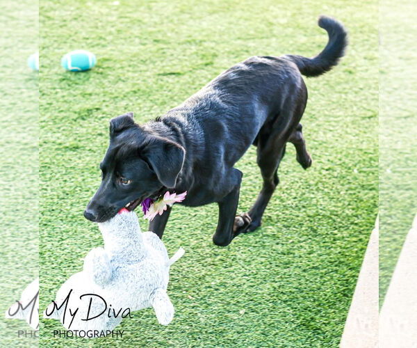 Medium Photo #3 Labrador Retriever-Unknown Mix Puppy For Sale in San Diego, CA, USA
