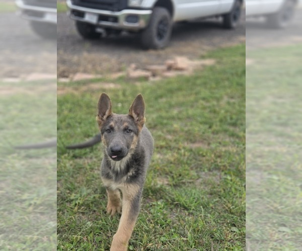 Medium Photo #9 German Shepherd Dog Puppy For Sale in BARRON, WI, USA