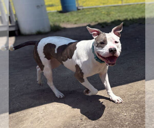 Medium Photo #2 American Pit Bull Terrier-Unknown Mix Puppy For Sale in Virginia Beach, VA, USA