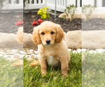 Puppy Brooks Golden Cavadoodle
