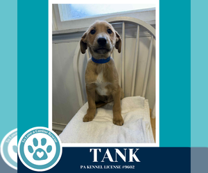 Border Collie-Unknown Mix Dogs for adoption in Kimberton, PA, USA