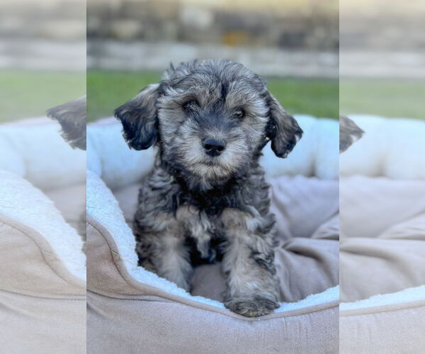 Medium Photo #1 Mutt Puppy For Sale in PIPE CREEK, TX, USA