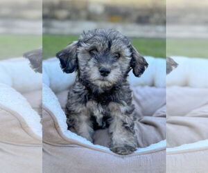 Mutt Dogs for adoption in PIPE CREEK, TX, USA